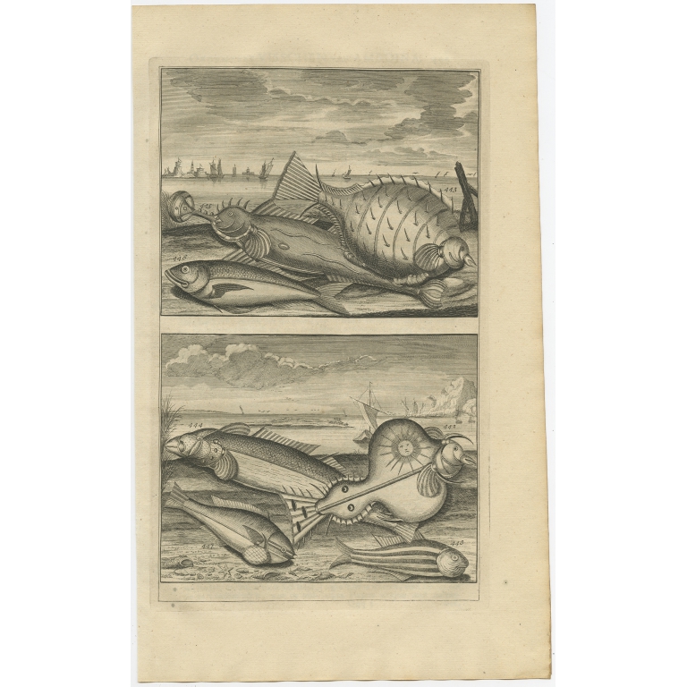 No. 442 Fish Species - Valentijn (1726)