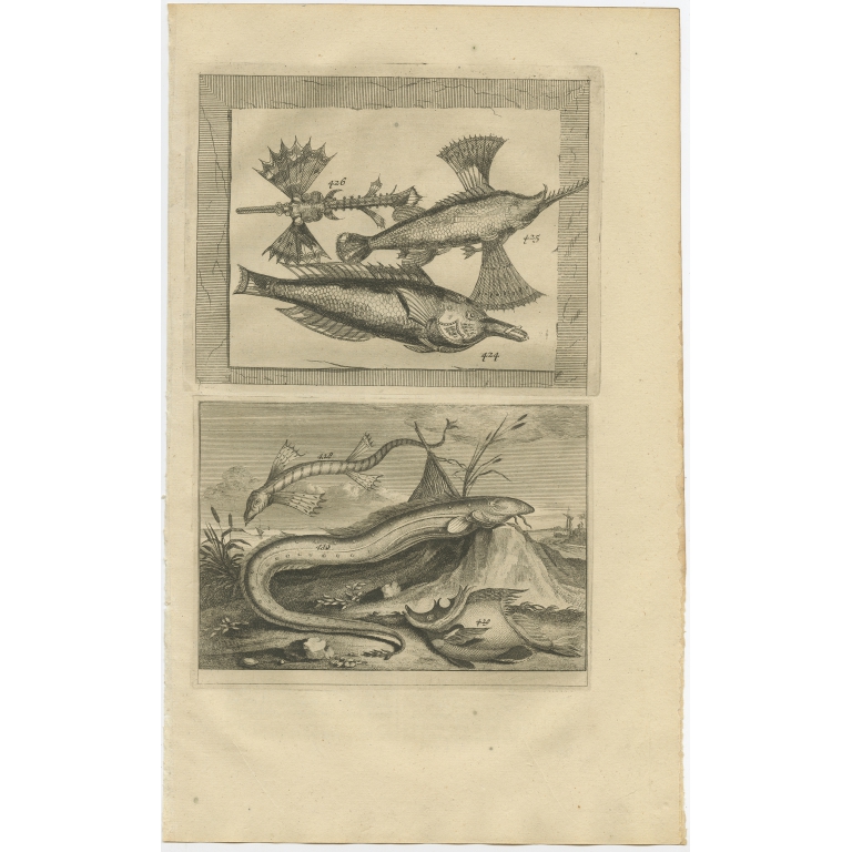 No. 424 Fish Species - Valentijn (1726)