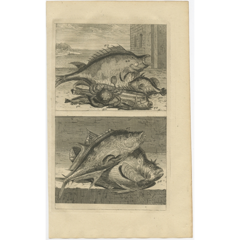 No. 417 Fish Species - Valentijn (1726)