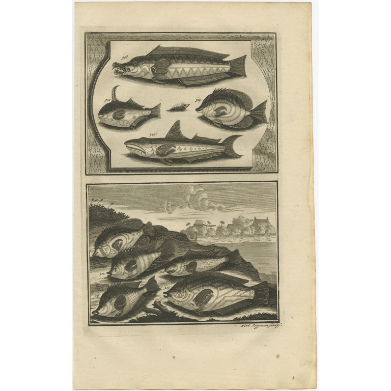 No. 308 Fish Species - Valentijn (1726)