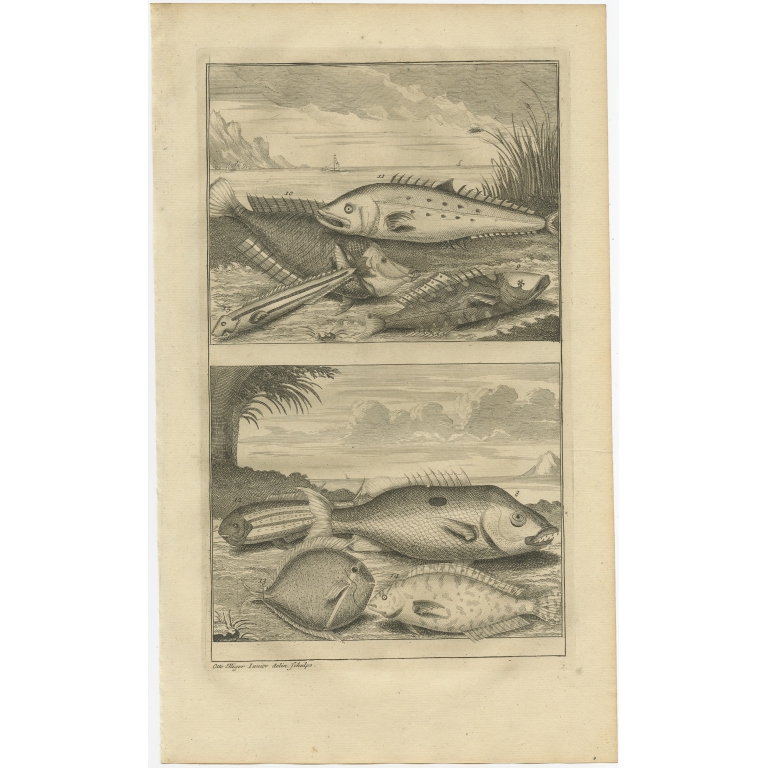 No. 8 Fish Species - Valentijn (1726)