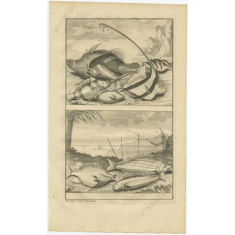 No. 16 Fish Species - Valentijn (1726)