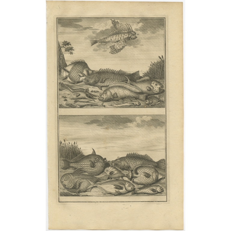 No. 32 Fish Species - Valentijn (1726)