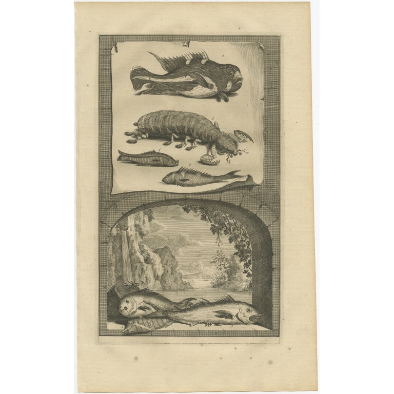 No. 1 Fish Species - Valentijn (1726)