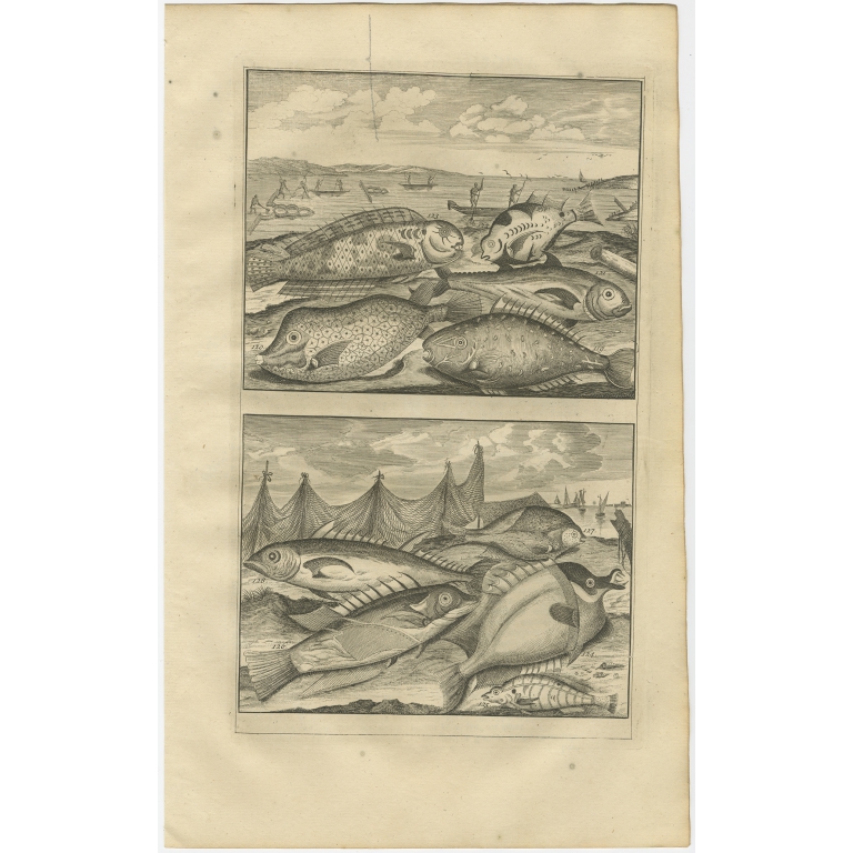 No. 199 Fish Species - Valentijn (1726)