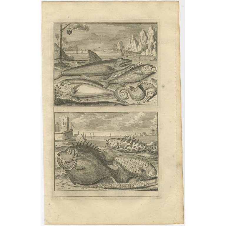 No. 129 Fish Species - Valentijn (1726)