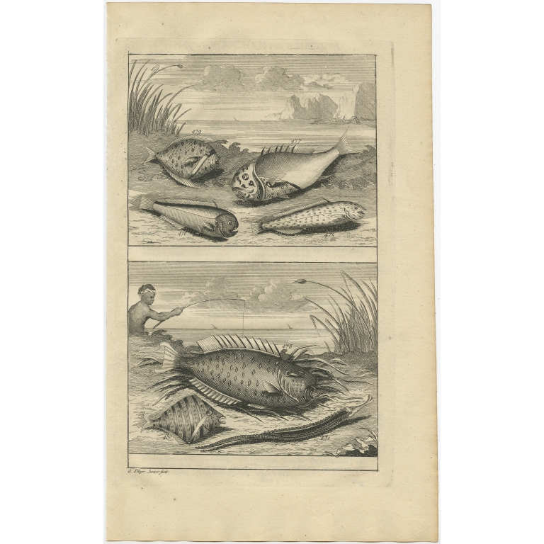 No. 475 Fish Species - Valentijn (1726)