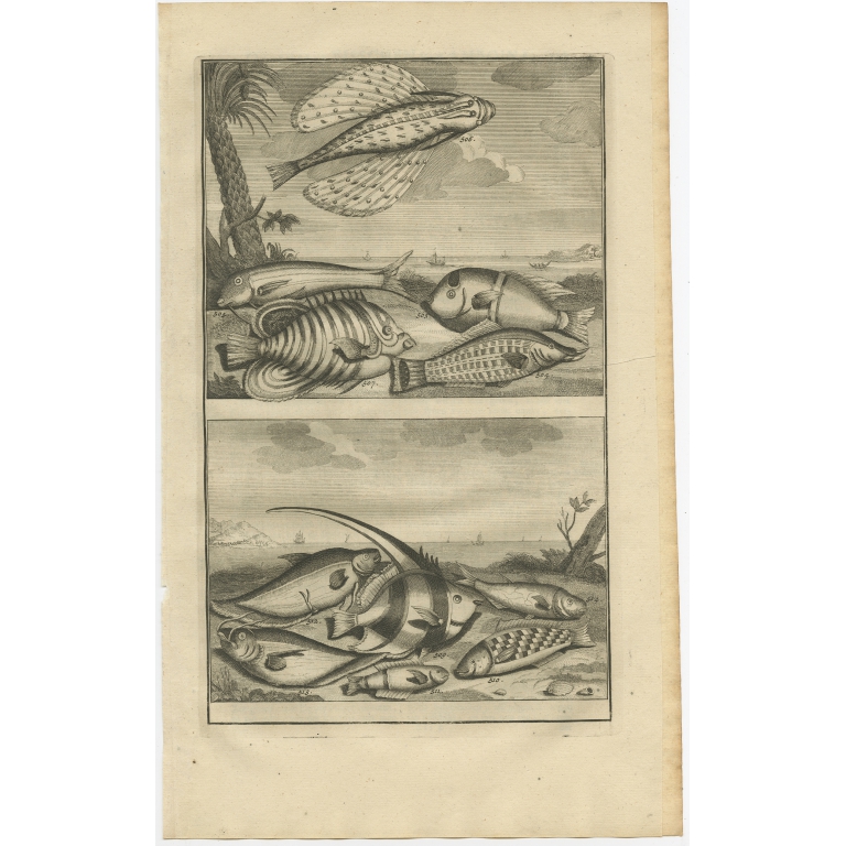 No. 503 Fish Species - Valentijn (1726)
