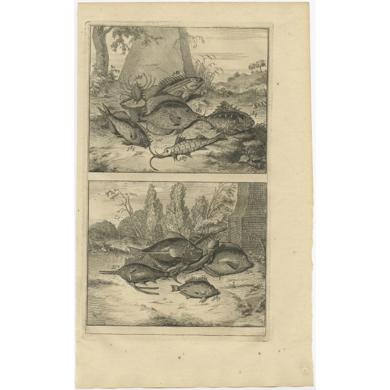 No. 384 Fish Species - Valentijn (1726)