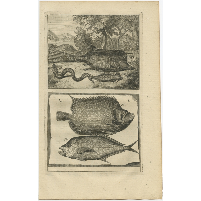 No. 367 Fish Species - Valentijn (1726)