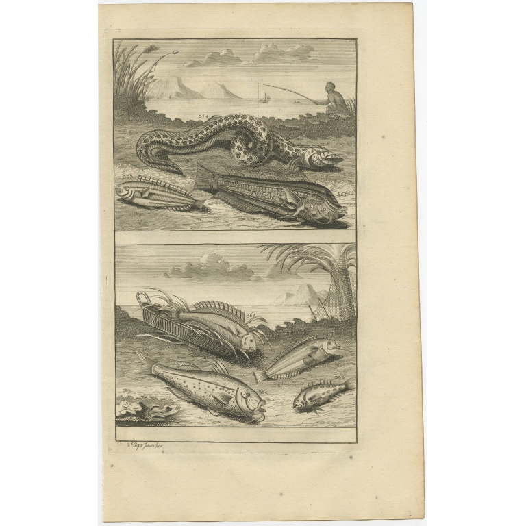 No. 360 Fish Species - Valentijn (1726)