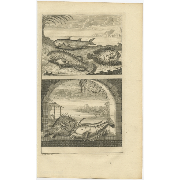 No. 355 Fish Species - Valentijn (1726)