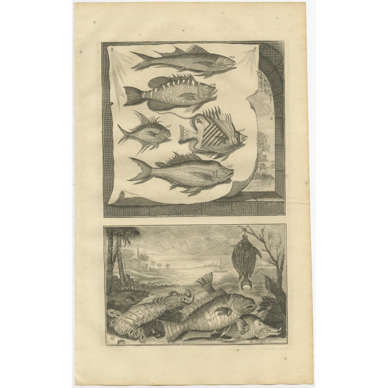 No. 114 Fish Species - Valentijn (1726)