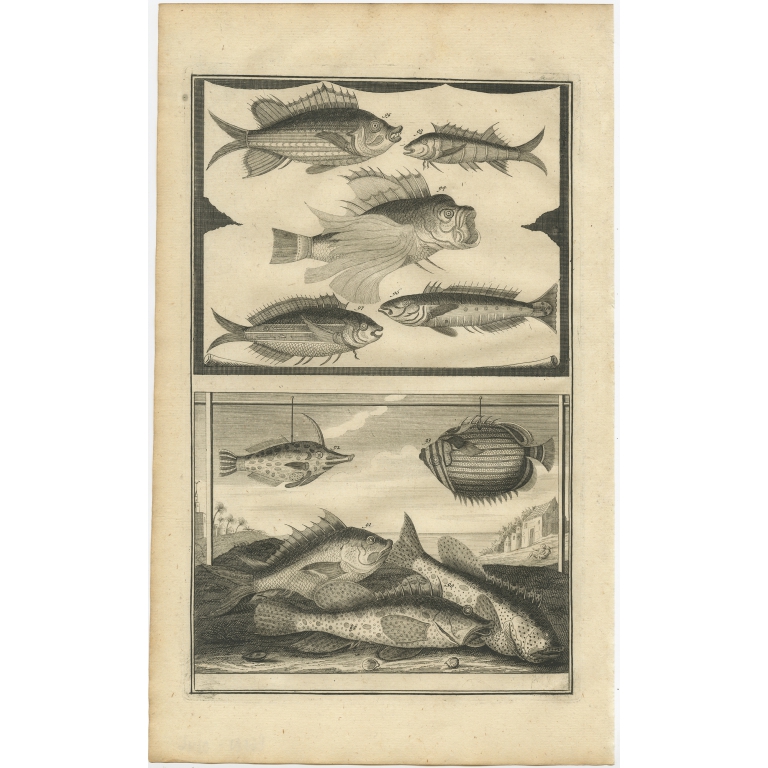 No. 89 Fish Species - Valentijn (1726)