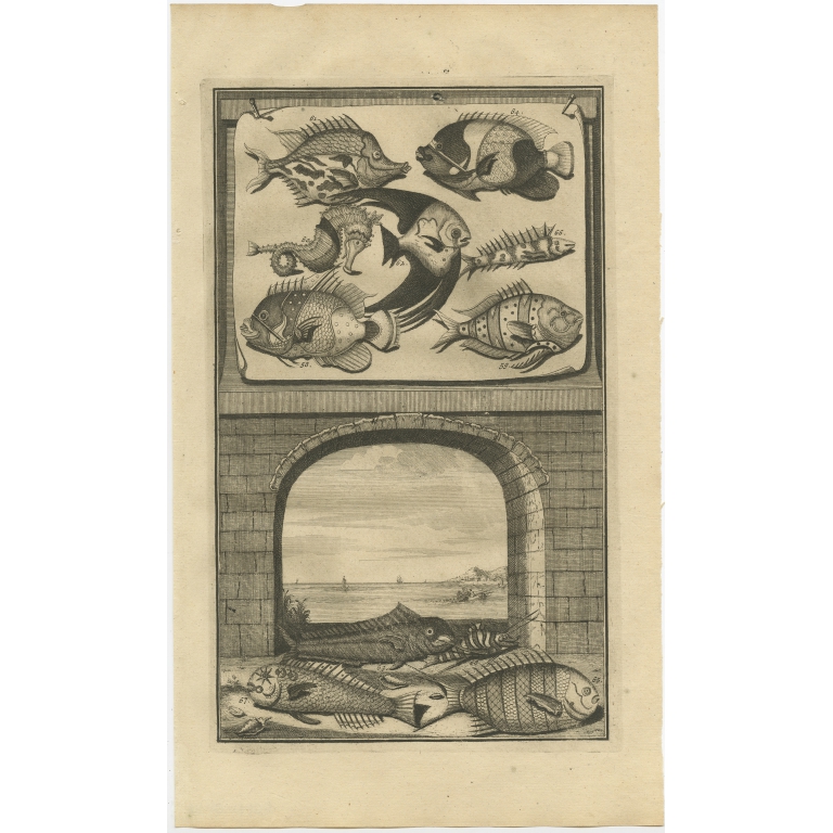 No. 58 Fish Species - Valentijn (1726)