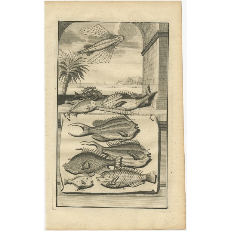 No. 79 Fish Species - Valentijn (1726)