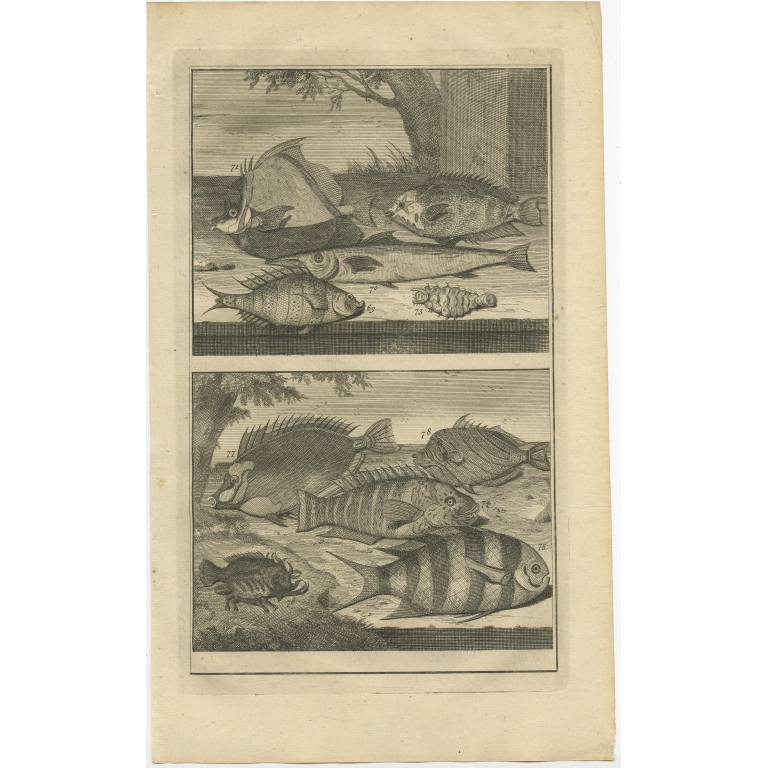 No. 69 Fish Species - Valentijn (1726)