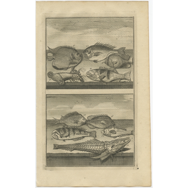 No. 48 Fish Species - Valentijn (1726)