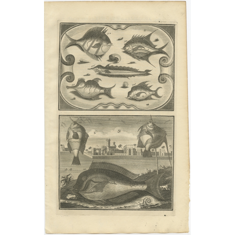 No. 194 Fish Species - Valentijn (1726)