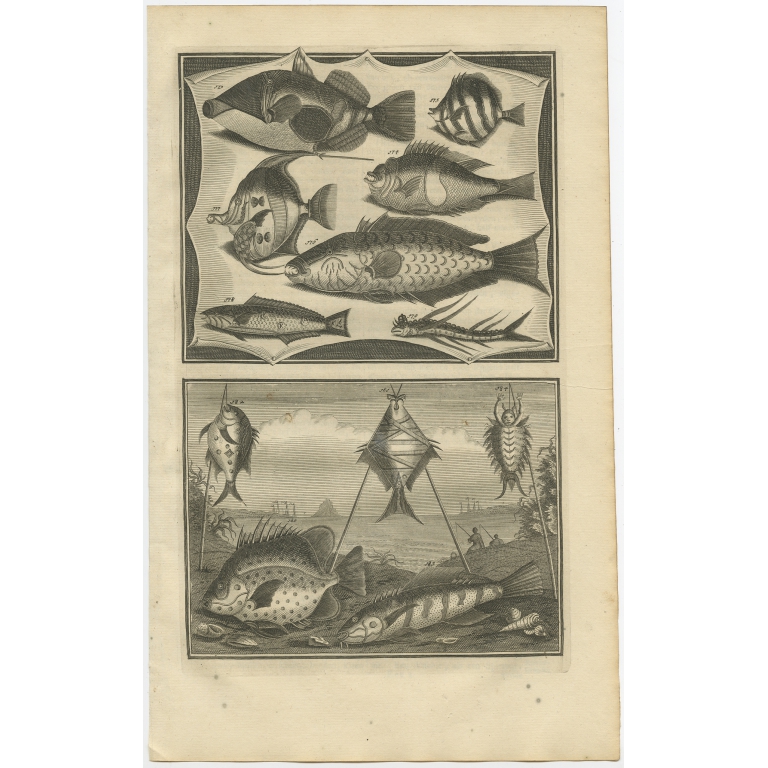 No. 173 Fish Species - Valentijn (1726)