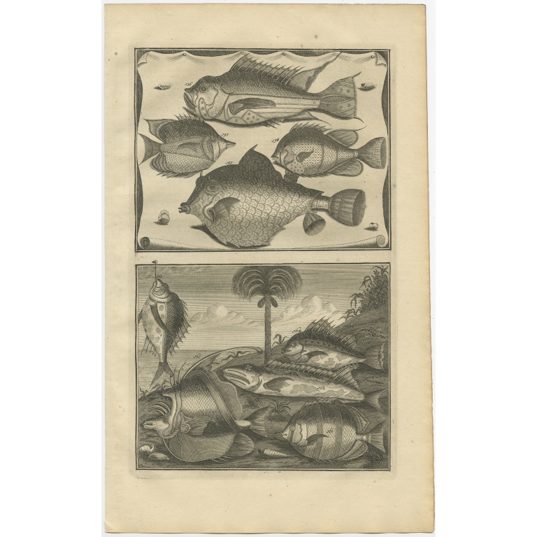 No. 156 Fish Species - Valentijn (1726)