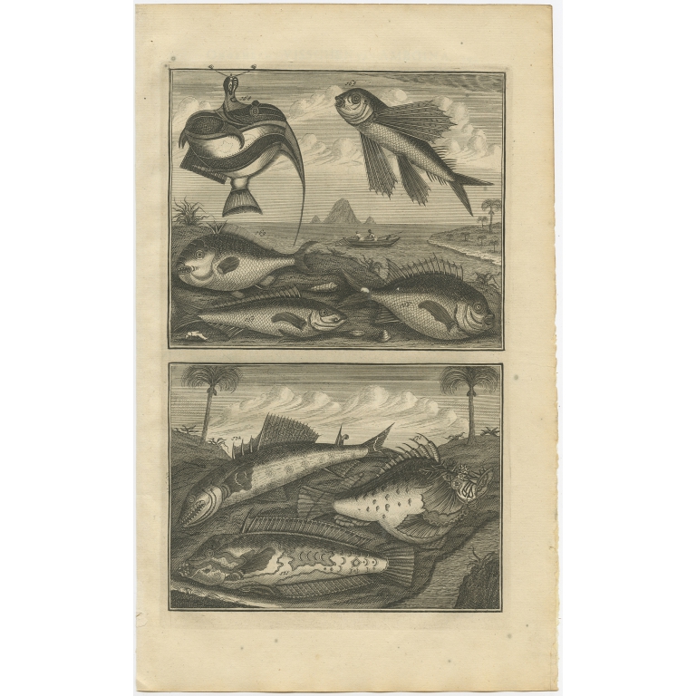 No. 165 Fish Species - Valentijn (1726)