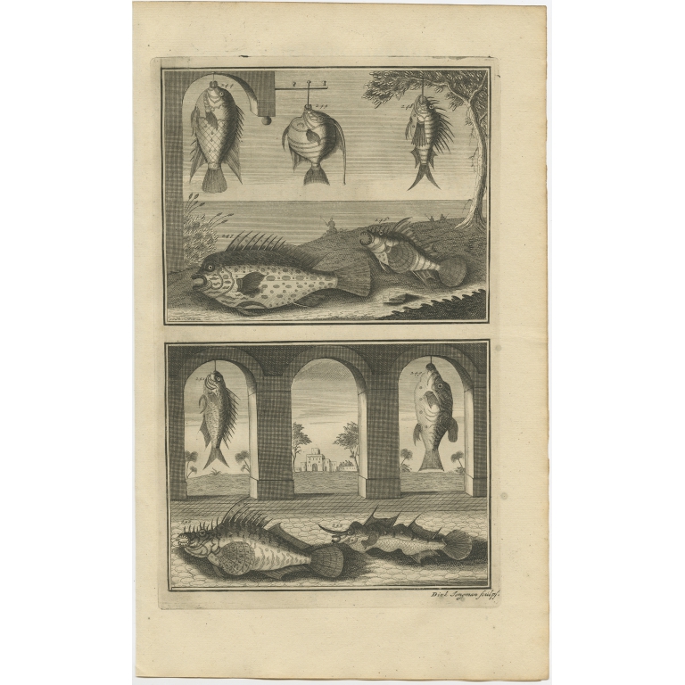 No. 244 Fish Species - Valentijn (1726)