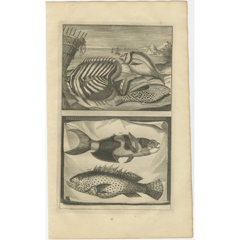 No. 144 Fish Species - Valentijn (1726)