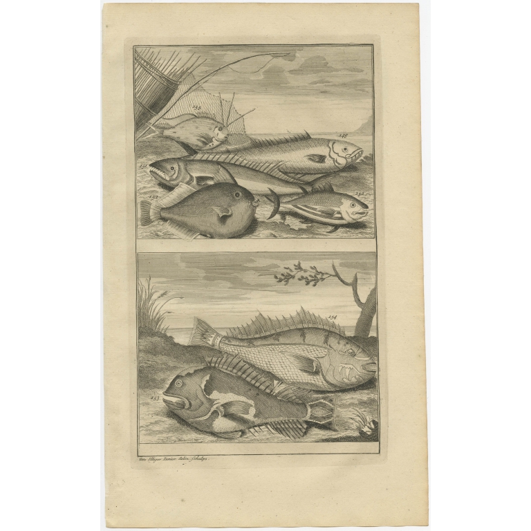 No. 149 Fish Species - Valentijn (1726)