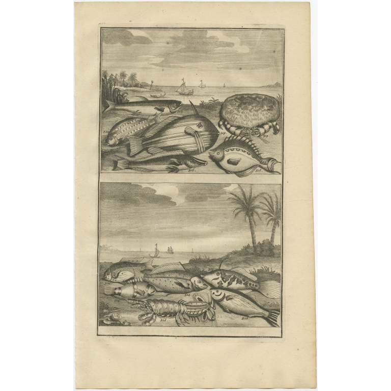 No. 515 Fish and Crab Species - Valentijn (1726)