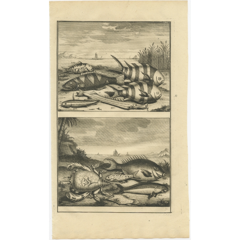 No. 492 Fish and Crab Species - Valentijn (1726)