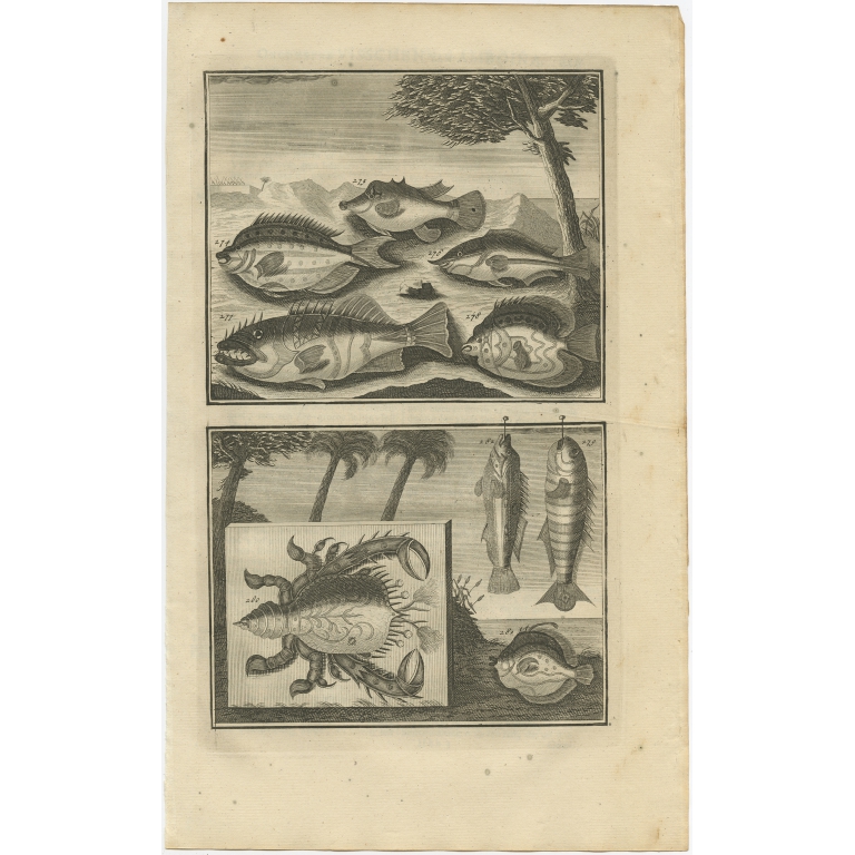 No. 274 Fish and Crab Species - Valentijn (1726)