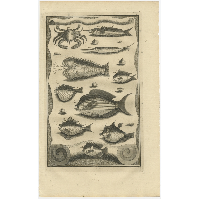 No. 253 Fish and Crab Species - Valentijn (1726)