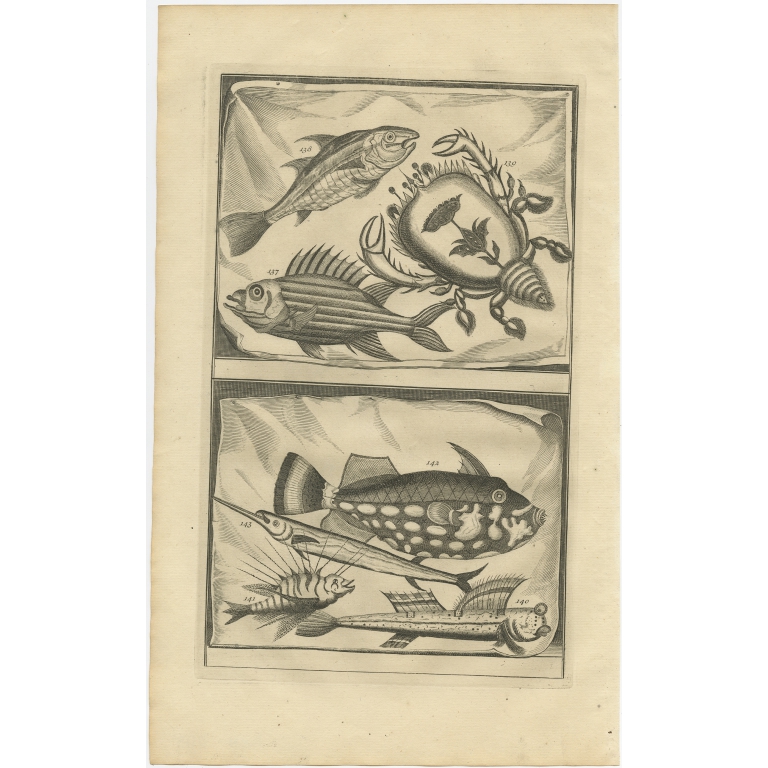 No. 137 Fish and Crab Species - Valentijn (1726)