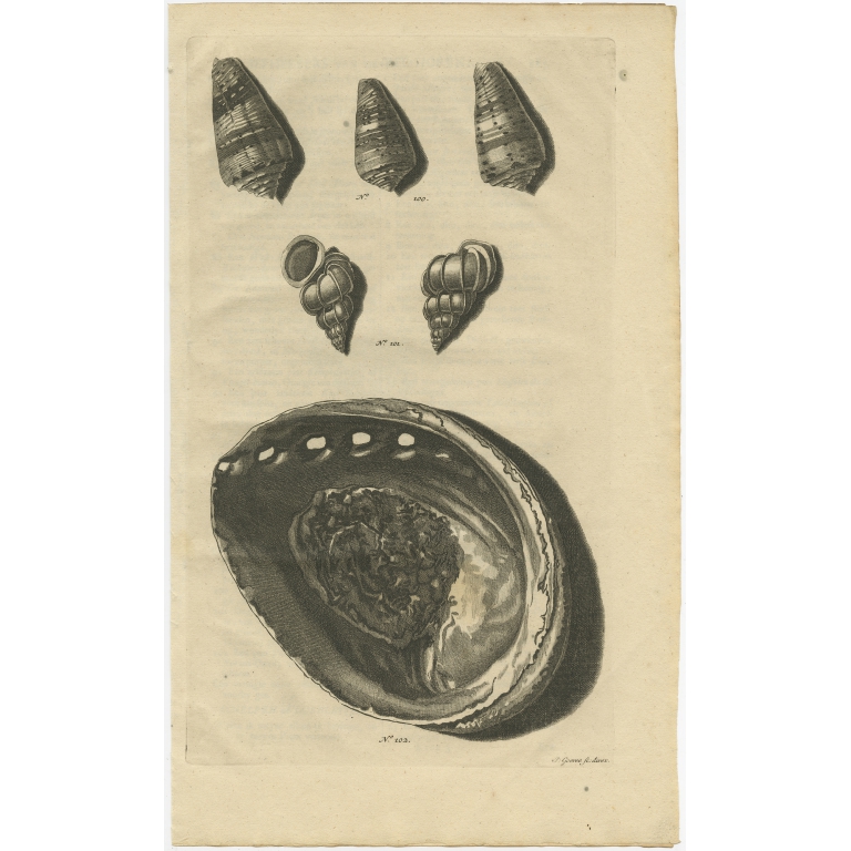 No. 100 Sea Shells - Valentijn (1726)