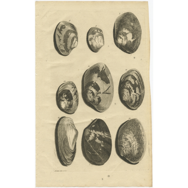No. 7 Sea Shells - Valentijn (1726)