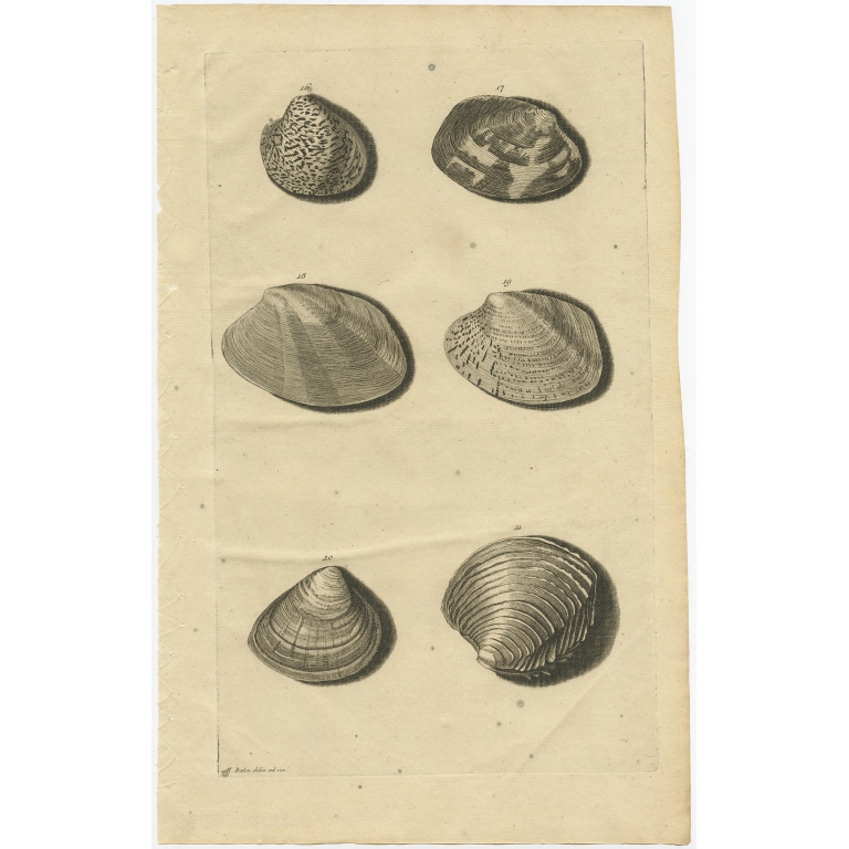 No. 1 Sea Shells - Valentijn (1726)