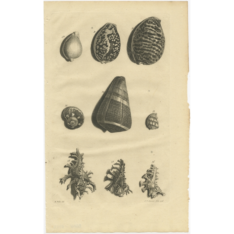 No. 30 Sea Shells - Valentijn (1726)