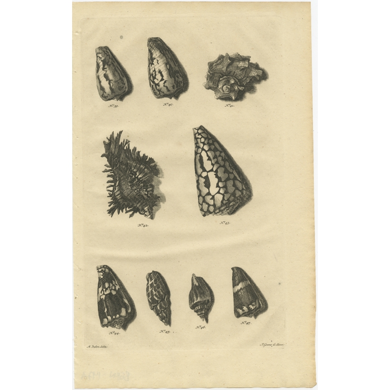 No. 39 Sea Shells - Valentijn (1726)