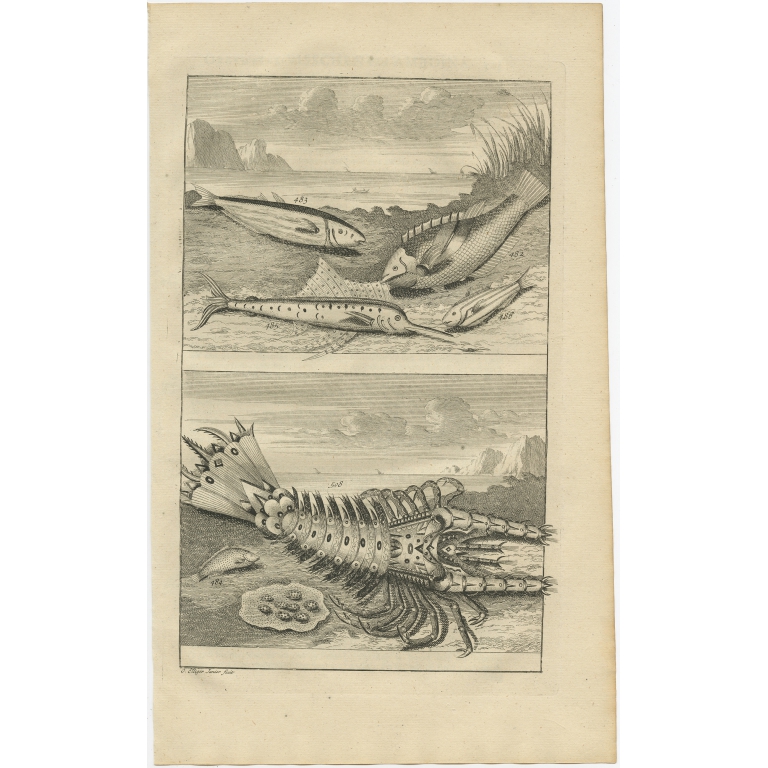 No. 482 Fish and Lobster species - Valentijn (1726)