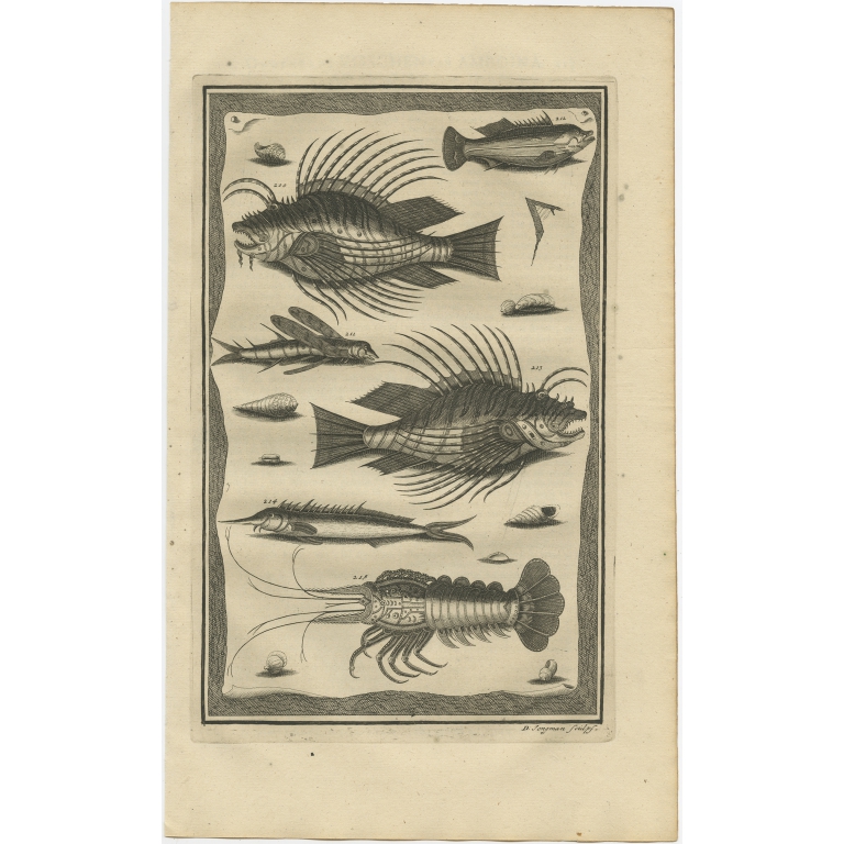 No. 482 Fish and Lobster species - Valentijn (1726)