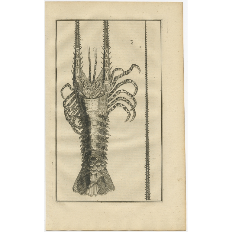 No. 427 Lobster - Valentijn (1726)