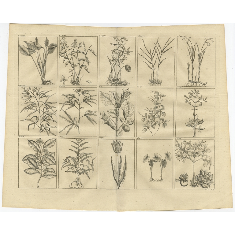 No. XCIII Plants and Trees of South East Asia - Valentijn (1726)