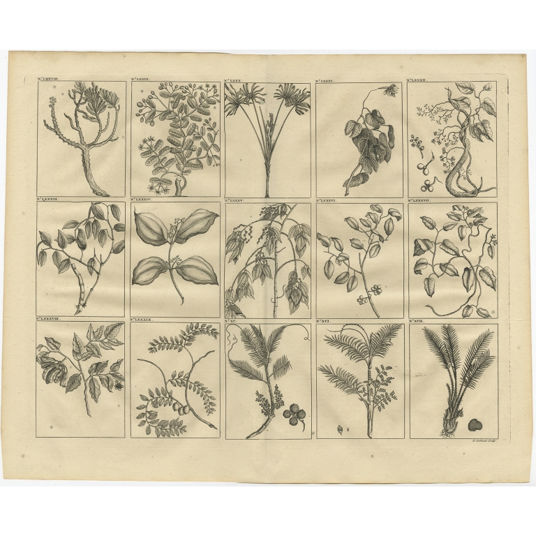 No. LXXVIII Plants and Trees of South East Asia - Valentijn (1726)