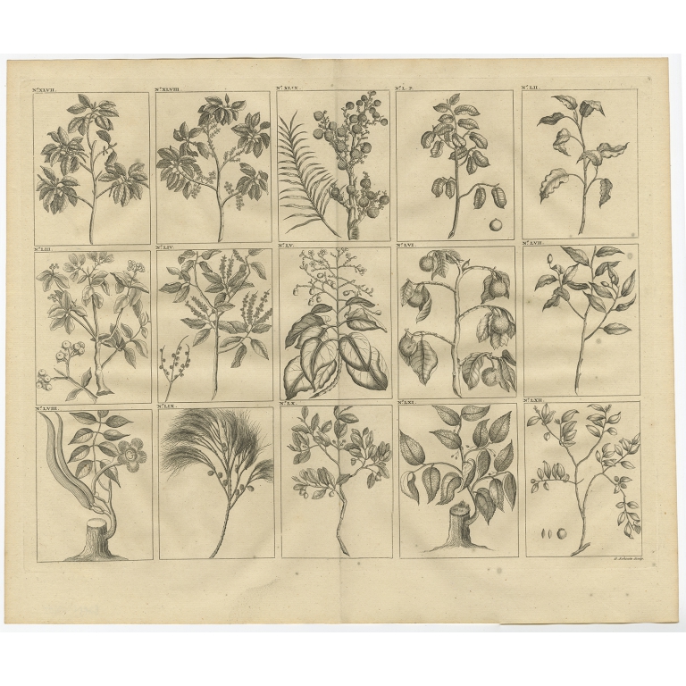 No. XLVII Plants and Trees of South East Asia - Valentijn (1726)