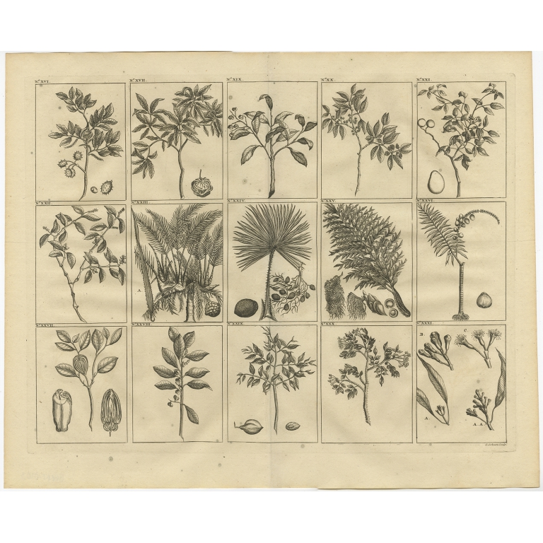 No. XVI Plants and Trees of South East Asia - Valentijn (1726)