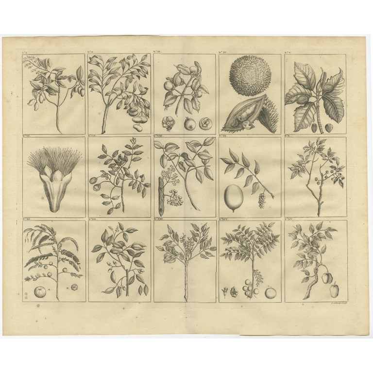 No. I Plants and Trees of South East Asia - Valentijn (1726)