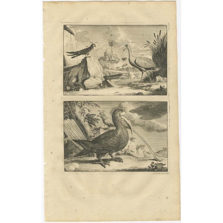 Pag. 301 Untitled Print of various birds - Valentijn (1726)