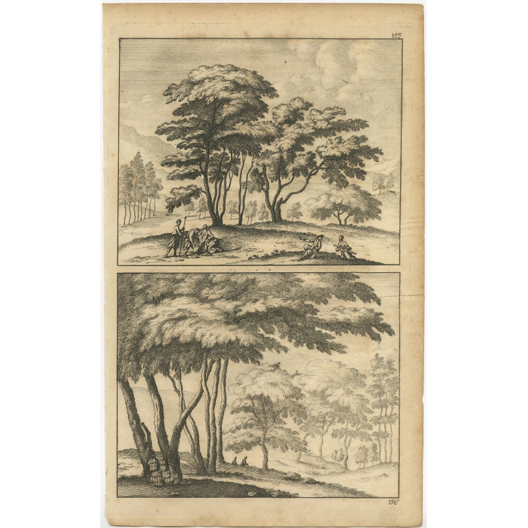 Untitled Print of Cedar Trees in Lebanon - De Bruyn (1698)