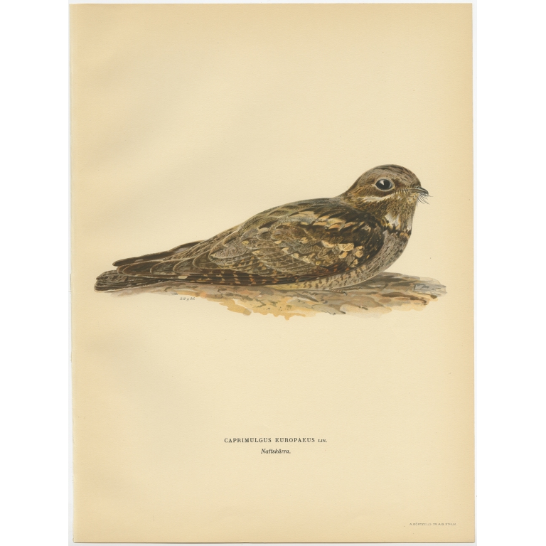 Caprimulgus Europaeus - Von Wright (1927)